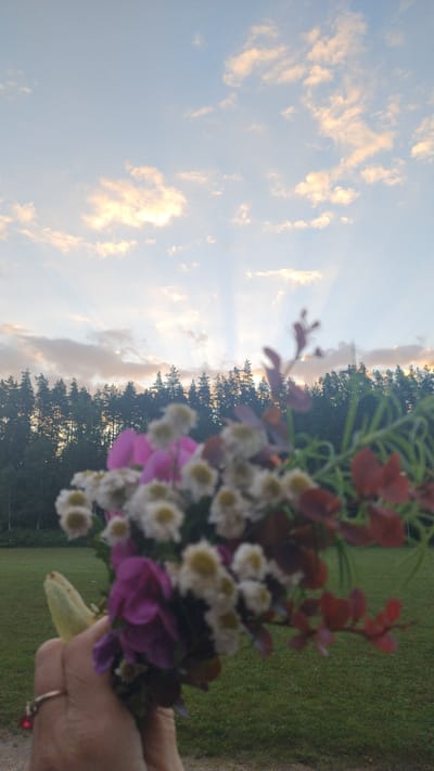 A vertical, outdoor, eye-level shot captures a bouquet of wildflowers held by a hand in the foreground, with a forest and sky in the background. The bouquet is comprised of small white and yellow flowers, pink and purple petals, and some reddish-brown foliage. The hand, adorned with a ring on the index finger, is blurred due to shallow depth of field. Behind the bouquet, a dense line of dark green pine trees forms a horizon against a sky filled with wispy white and pale orange clouds. Sunbeams are visible radiating from behind the clouds. The ground in the middle ground is a green, grassy field, and the foreground shows a dirt path. The overall lighting suggests it is either sunrise or sunset. The location is identified as Mailes, Latvia.