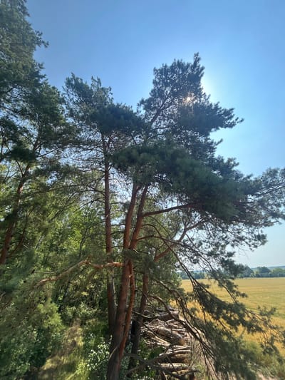 The image shows a view from within a pine forest looking out towards a field of golden crops under a clear blue sky. Several tall pine trees with rough bark and dense green needles dominate the foreground, their branches extending out over the scene. The sun is visible behind one of the trees, casting rays of light through the foliage. In the middle ground, a pile of cut logs rests on the forest floor. Beyond the trees, a vast, yellow field stretches towards the horizon, with a line of trees and a hazy landscape in the distance. The overall impression is of a natural, sunny outdoor environment, possibly a rural area or the edge of a forest. This scene is consistent with the natural landscape found in the Гудзевіцкі сельскі Савет, Belarus, an area known for its forests and agricultural fields. There are no people or animals visible in the image.