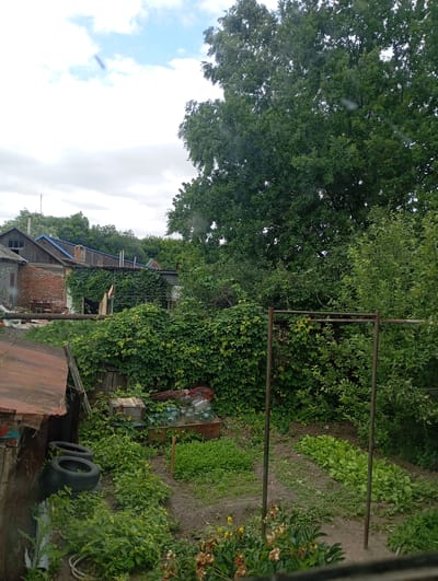 The image depicts a backyard scene in Krasnoarmeysk, Russia, characterized by a dense overgrowth of greenery and an assortment of structures and objects. In the background, several buildings are visible, including a brick structure with a wooden addition and a house with a blue roof, suggesting a residential area. The yard itself is filled with various plants, with ivy climbing extensively over some of the buildings and a large tree dominating the right side of the frame.
In the foreground, a rusty metal structure, possibly a clothesline or a support for plants, stands prominently. To the left, a makeshift shelter with a corrugated metal roof is present, with two tires stacked near it. The ground is a mix of dirt and vegetation, with a small cultivated garden area containing rows of leafy greens on the right side of the image. Several glass jars and a wooden crate are visible amongst the greenery, hinting at domestic use or storage. The sky is overcast with scattered clouds. There are no people visible in the image.