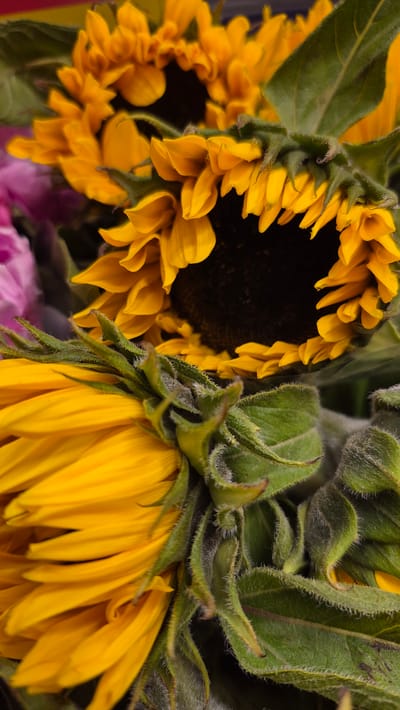 This is a close-up, low-angle shot of a bouquet of sunflowers, with the heads of the flowers angled towards the viewer. The vibrant yellow petals contrast with the deep brown centers of the sunflowers, which are partially obscured by the petals and green leaves. The stems and calyxes of the sunflowers are covered in fine, fuzzy hairs, giving them a soft texture. Some of the sunflowers are in full bloom, while others appear to be buds or are beginning to droop. In the background, out of focus, are hints of pink and purple, suggesting other flowers might be present in the bouquet. The lighting is soft and diffused, creating a gentle ambiance. The overall impression is one of natural beauty and the simple elegance of sunflowers. No people, text, or specific time of day or weather cues are visible. The location context of Līvāni, Latvia, does not provide any direct visual cues within the image itself.