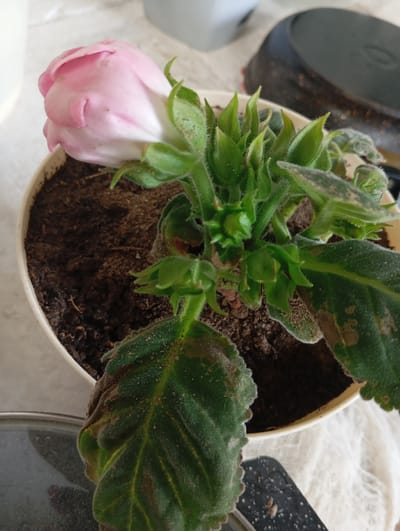 The image shows a close-up, top-down view of a potted pink flower with green leaves. The flower is a single, closed bud with soft pink petals that fade to white at the tips. It is positioned in the upper left quadrant of the frame. The plant has several vibrant green leaves, many of which have fuzzy textures and show signs of browning or damage along the edges. There are also several smaller green buds visible towards the center of the plant.
The plant is situated in a simple white pot filled with dark soil. The pot is placed on a white, textured surface, possibly a tablecloth or fabric, which is partially obscured by a dark object in the lower right corner of the image. In the background, out of focus, is a black, circular object, possibly a pan or lid. The lighting suggests it could be daytime, with natural light illuminating the scene. There is no visible text in the image. The overall impression is of a single potted plant, possibly indoors, with some of its leaves showing signs of distress. The location context of Novodesyatnikovo, Russia, does not provide any specific visual cues within the image itself.