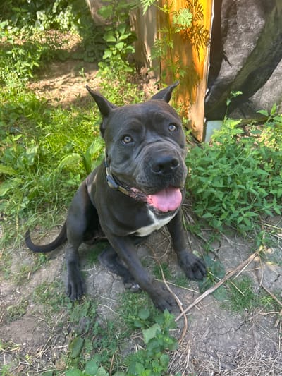 An adult, dark-colored dog with pointed ears and a white chest marking is sitting on the ground in an outdoor, overgrown area. The dog is looking towards the camera with its tongue hanging out. The ground is a mix of dirt, rocks, and green vegetation. In the background, there is a wooden post and some foliage. The scene appears to be in a park or a backyard in the city of Malyi Trostianets, Ukraine.