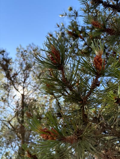 The image shows a close-up view of pine branches with developing cones against a clear blue sky. The pine needles are a vibrant green, and the cones are reddish-brown, appearing to be in a juvenile stage. In the background, out of focus, are more pine trees, their branches creating a dappled pattern of light and shadow. The overall impression is one of nature, likely in a forest or park setting. The location is specified as Gauja, Latvia.