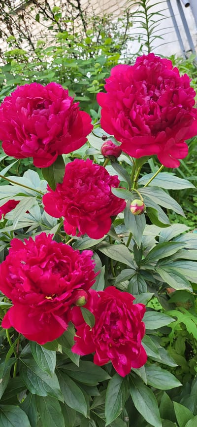 A close-up, top-down view captures a cluster of lush, deep pink peonies in full bloom. The flowers, with their ruffled petals, fill most of the frame, their vibrant color contrasting with the surrounding green foliage. Several unopened buds, tinged with a lighter pink, are visible among the mature blossoms, suggesting the garden is in peak season. The leaves are a healthy, deep green, some showing the characteristic peony leaf shape. In the upper left corner, a blurred background hints at a trellis or fence and some thin, vine-like plants. The lighting suggests it is daytime, possibly late morning or early afternoon, with soft light illuminating the flowers. A tiny fly is perched on one of the peony petals in the lower right portion of the image. The scene evokes a sense of natural beauty and the fullness of summer in a garden setting. There is no visible text in the image.