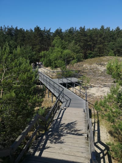 A wooden boardwalk winds through a pine forest and sandy terrain under a clear blue sky. Several people are visible walking on the boardwalk in the distance. The boardwalk is elevated and features metal railings. The surrounding environment consists of numerous pine trees and sparse vegetation on sandy ground. Shadows from the trees and boardwalk are cast on the wooden planks.