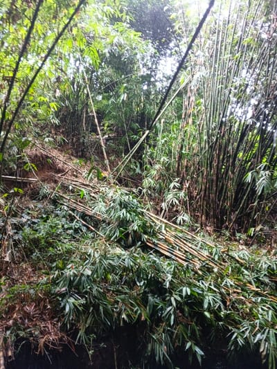 The image depicts a dense bamboo grove in Situm, Papua New Guinea, under daylight conditions. Numerous fallen bamboo culms, distinguished by their greenish-yellow to light brown segments and intact green foliage, are scattered horizontally and diagonally across the foreground and midground. To the right, a compact cluster of mature, dark green bamboo culms stands vertically. A visible dirt slope, partially covered by sparse vegetation and debris, occupies the left side of the frame. The upper portion shows a dense canopy of bamboo and other green foliage, with segments of bright sky visible through the leaves. No human subjects or artificial structures are present. The arrangement of the fallen bamboo suggests recent felling or natural breakage.