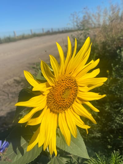 A bright yellow sunflower dominates the foreground of this outdoor shot, its petals reaching outwards against a backdrop of a clear blue sky. The flower's center is a textured disc of brown and yellow. To the left, large green leaves of the sunflower are visible, with a small blue flower to the lower left. The background shows a dirt road and dry, brushy vegetation. The scene suggests a rural or undeveloped area. The image does not contain any people or explicit indications of its specific location within Novooleksandrivs'ke, Ukraine.