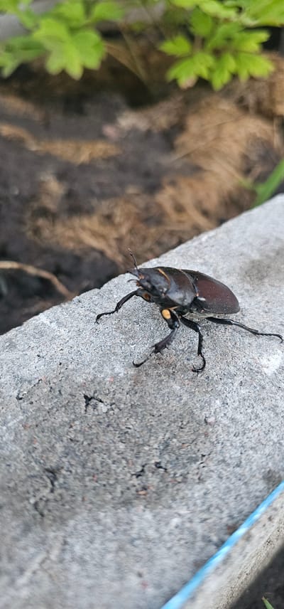 A dark-colored beetle with visible segmented legs and antennae is positioned on a rough, grey concrete surface. The beetle has a shiny exoskeleton and appears to be stationary. In the background, out of focus, are dark brown earth and vibrant green foliage. The scene is outdoors, likely in a natural or garden setting within the village of Hryhorivka, Ukraine. A thin blue line, possibly part of a garden hose or decorative element, is visible along the bottom right edge of the image.
