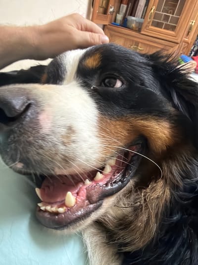 The image shows a close-up of a Bernese Mountain Dog's face, with its mouth open, revealing its teeth and gums. A person's hand is visible on the left side of the frame, gently holding the dog's head. The dog's fur is black, white, and tan. The background appears to be indoors, with a wooden cabinet and shelves visible on the left. The lighting suggests it is daytime. The dog's expression is difficult to interpret due to the close-up and open mouth, but it does not appear distressed. The location is Nakhabino, Russia. There is no visible text in the image.
