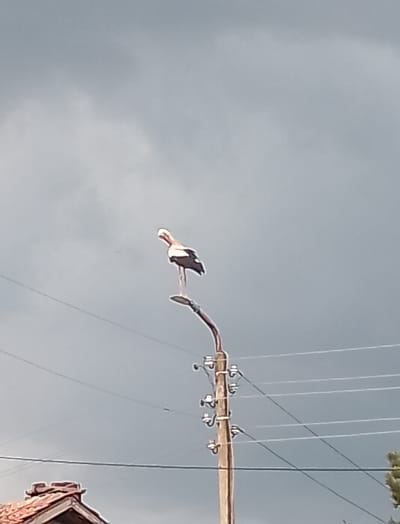 A stork stands perched on top of a utility pole against a cloudy sky. The stork is facing left and is predominantly white and black. The utility pole is tall and made of wood, with insulators and wires attached. Below the pole, part of a building with a tiled roof and a chimney is visible on the left. The overall scene suggests an outdoor environment in the city of Bukovlak, Bulgaria.