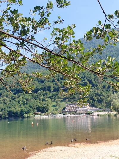 In Levico Terme, Italy, a calm lake reflects a blue sky and a lush green mountainside covered in trees. In the foreground, a tree branch with green leaves and small dark berries hangs over the scene. On the shore, several small birds are gathered near the water's edge. In the middle ground, orange buoys float in the lake. Further back, a modern hotel building with multiple stories is situated on the shore, with awnings and seating areas visible outside. The lake is surrounded by dense forest, creating a serene natural landscape.