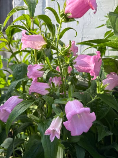 The image shows a cluster of pink bell-shaped flowers with green stems and leaves. The flowers are in various stages of bloom, with some fully open and others still budded. The background is a white textured wall, possibly a brick wall, with some sunlight casting shadows. The scene appears to be outdoors, likely in a garden or near a building. There are no people or animals visible in the image. The location in the city of Большой Турыш, Russia, is not discernible from the visual information provided.