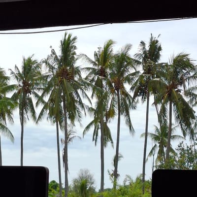 The image shows a line of coconut trees against a cloudy sky, viewed from beneath a dark, horizontal overhang. The perspective suggests the photo was taken from indoors, looking out. In the foreground, two dark, upholstered objects, possibly chairs, are partially visible, framing the view. The coconut trees are tall and slender, with lush green fronds. Some trees have coconuts visible. The environment appears tropical, consistent with a location in Mesjid Tuha, Indonesia. The lighting is diffused, indicating an overcast day. There are no people or discernable activity in the scene.