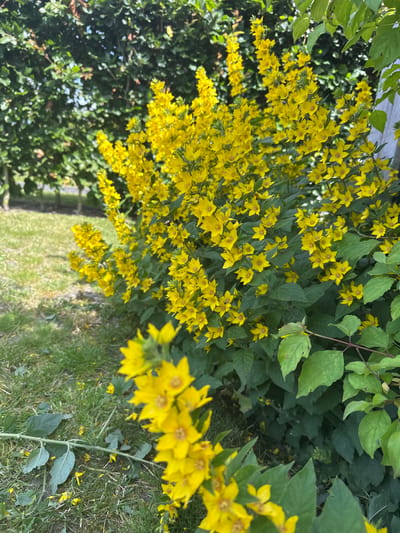 This is a close-up, vertical shot of a vibrant yellow flowering plant against a backdrop of green foliage and grass. The flowers are small and star-shaped, clustered densely along slender stems. The leaves of the plant are a deep green, some appearing elongated and lance-shaped, while others are broader and ovate. In the background, darker green foliage creates a lush, natural setting. Sunlight appears to be filtering through, illuminating the yellow blossoms and casting dappled light on the surrounding greenery and the grassy ground below. The overall impression is one of a blooming garden or natural landscape, likely in a temperate climate. The image has a shallow depth of field, with the foreground flowers in sharp focus and the background becoming increasingly blurred. There is no visible text in the image. The scene suggests a pleasant, possibly sunny day in a green, outdoor environment.