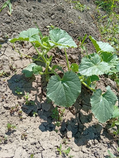 A young cucumber plant with large, serrated green leaves and a fuzzy stem is growing in dry, cracked soil. Several smaller green seedlings are scattered around the base of the plant. The background shows more dry soil with some sparse green vegetation. The image appears to have been taken outdoors on a sunny day.