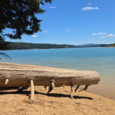 An eye-level, medium shot captures a sunlit scene of a body of water in Cherry Grove, United States. In the foreground, a large, weathered log lies on a sandy shore, supported by several smaller wooden stakes. The log is textured with cracks and knots, indicating its age. Behind the log, a vast, calm expanse of turquoise water stretches towards a distant tree-lined shore. The sky above is a clear, vibrant blue, dotted with a few small, white clouds. The overall atmosphere is serene and natural.