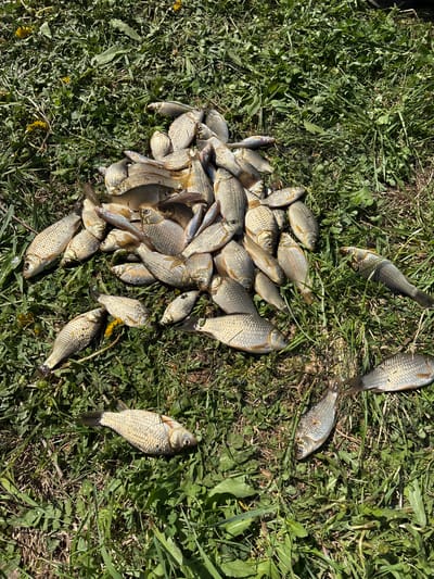 A collection of freshly caught fish, primarily small crucian carp, are scattered on a patch of green grass. The fish are varying in size, and some are piled on top of each other in a central heap, while others are spread out individually. The fish appear to be recently deceased, with a silvery-golden coloration, suggesting they have not been out of the water for a significant period of time. The grass is lush and mixed with other weeds. The scene is outdoors. The image does not contain any individuals. The location is unspecified but the city of Karashur, Russia, is identified.
