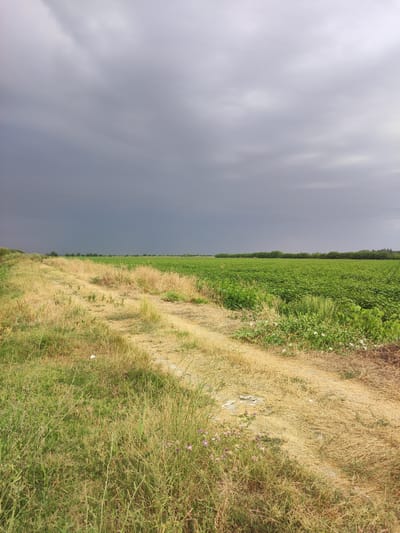 The image depicts a rural landscape in Pakhtachi, Uzbekistan, under a dramatic, dark grey, overcast sky that suggests an impending storm. A dirt path runs diagonally from the lower left to the middle right of the frame, bordered by dry, golden grass and weeds on the left and a vast field of vibrant green crops on the right. The field extends to the horizon, where it meets a line of dark green trees. In the distance, the landscape is flat. The foreground is dominated by the unpaved path and the wild vegetation. The overall scene conveys a sense of nature's raw power and the agricultural expanse of the region.