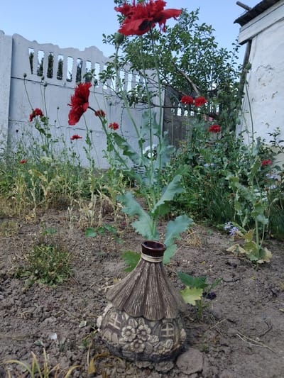 A close-up, low-angle shot captures a garden scene in Bila Krynytsia, Ukraine, dominated by a decorative ceramic pot shaped like a miniature house, placed in the foreground. The pot is detailed with carved windows and floral motifs. Behind it, several red poppy flowers are in bloom, with one large poppy prominently positioned in the upper-center of the frame, its petals unfurling. The background features a grey, decorative concrete fence with vertical openings, beyond which trees and a white building are partially visible. The ground is covered in dark soil, with scattered dry vegetation and smaller green plants. The sky is clear and pale blue.