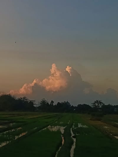 The image depicts a rural landscape in Singopadu, Indonesia, at dusk. The foreground features lush green rice paddies, partially flooded and reflecting the sky. A dirt path or irrigation channel runs through the center of the paddies, creating diagonal lines. In the midground, a dense line of dark green trees forms the horizon, with a hint of structures, possibly a mosque or temple with a dome, visible through the foliage. The sky is a gradient of colors, transitioning from a pale yellow-orange near the horizon to a soft blue at the top. A large, fluffy cumulus cloud formation dominates the upper mid-section of the sky, illuminated by the setting sun with warm, peachy tones. A solitary bird is visible in flight in the upper left quadrant of the sky. The overall atmosphere is serene and tranquil, characteristic of a rural sunset. There are no people or explicit actions depicted in the scene.