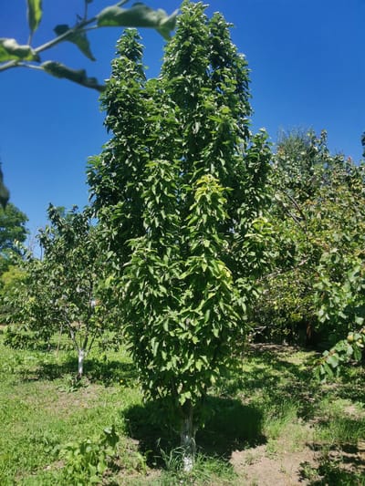 The image depicts an orchard on a sunny day. A prominent, tall, leafy green tree stands in the center, with its trunk painted white near the base, suggesting it may be a fruit tree. Other trees with green foliage are visible in the background, creating a dense canopy. The ground is covered in green grass and some bare soil, with dappled sunlight filtering through the leaves, creating shadows. The sky is a clear, bright blue. There are no people or animals visible in the scene. This orchard is located in the city of Kubina, Russia.