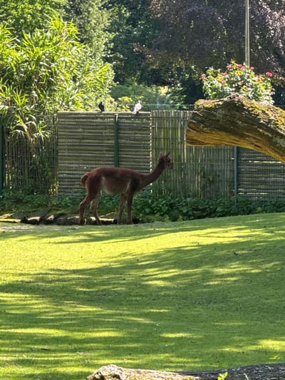 An adult vicuña stands in a grassy enclosure at the Gronau Zoo in Gronau, Germany. The vicuña is reddish-brown with a lighter underside and is facing right. Behind it is a wooden fence and dense green foliage. The ground is covered in short green grass, with long shadows cast from trees. In the background, several birds are perched on the fence. A large fallen log covered in moss is in the foreground, partially obscuring the view of the enclosure. The scene appears to be well-lit by sunlight, suggesting it is daytime.