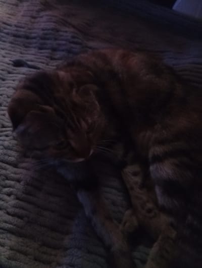 An orange tabby cat is curled up on a textured, dark gray surface, possibly a blanket or rug. The cat's eyes are partially closed, suggesting it is resting or sleeping. The fur is a mix of orange and dark brown stripes. The lighting is dim, creating shadows and making some details of the cat's body less clear. The background is out of focus, emphasizing the cat as the main subject. The specific location in Ruzaevka, Russia, cannot be determined from the image alone.