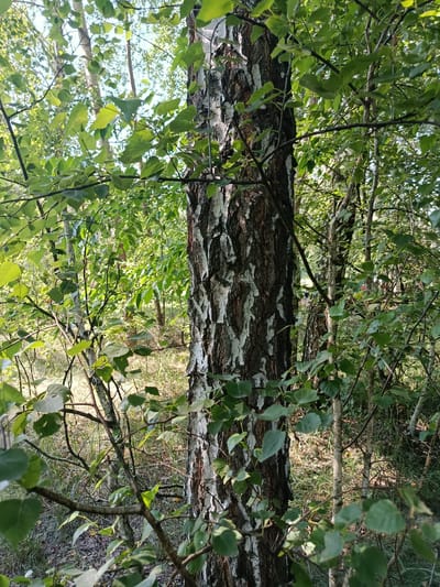 In a sun-dappled forest setting in Zabir'ya, Ukraine, a large birch tree stands prominently in the foreground, its distinctive white and dark bark textured and weathered. Surrounded by a dense canopy of green leaves and slender tree trunks, the scene is bathed in natural light filtering through the foliage. The ground beneath is covered with dry leaves, grass, and twigs, suggesting a natural, uncultivated environment. The overall impression is one of a tranquil, natural landscape.