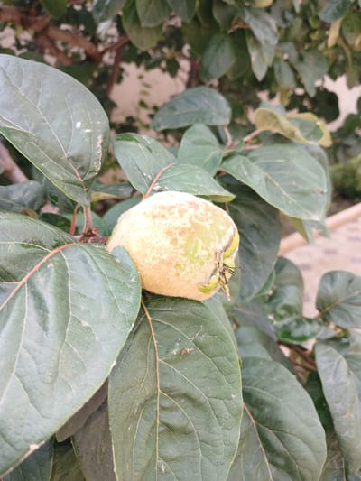 A single, light green, fuzzy quince fruit is visible on a branch amongst dark green leaves. The background is blurred, showing more leaves and a light-colored wall or structure. The scene is likely outdoors, possibly in a garden or park. There are no people or animals in the image. The lighting suggests it is daytime. No specific location within Novaya Kosa, Russia can be determined from the image.