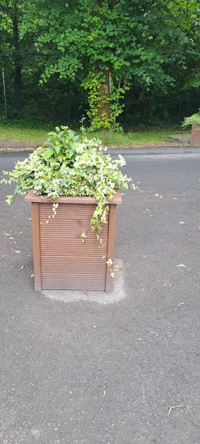 A wooden planter with a louvered front is situated on an asphalt surface. The planter is filled with a dense arrangement of green and variegated ivy plants, with some trailing down the sides. In the background, a large tree with lush green foliage is visible, and beyond that, a fence and more greenery. The scene appears to be an outdoor setting, possibly part of a resort or public space, given the presence of the planter and the tree. There are no people or animals in the image. The overall impression is one of a well-maintained outdoor area.