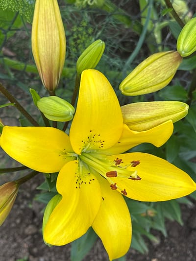 A close-up, top-down shot showcases a bright yellow lily in full bloom, its petals dotted with black speckles. Several lily buds, some fully closed and green, others beginning to unfurl and reveal yellow hues, surround the main flower. The background consists of blurred green foliage and dark soil, suggesting an outdoor garden setting. The image is taken in the village of Novogorbovo, Russia, at ground level, focusing on the botanical details of the lilies.
