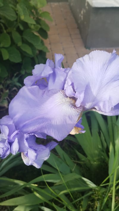 A close-up shot shows a light purple iris flower with ruffled petals, positioned off-center in the frame. The flower has distinctive striped markings near its center. To the right and back of the flower are various shades of green foliage, blurring in the background. To the left, there are green leaves, brick wall and a white door. The location is the city of Khmilnyk, Ukraine.