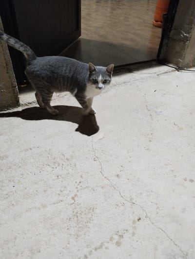 A gray and white cat stands on a light gray concrete floor, casting a shadow. The cat faces the viewer with a direct gaze. It is positioned near an open doorway, with the interior visible behind it. A portion of a wall or structure is visible on the right side of the frame. The concrete floor shows signs of wear with a crack running across its surface.