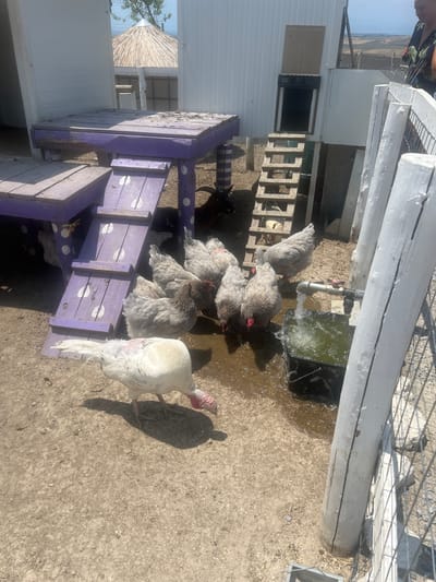 The image shows an outdoor scene with several birds, including chickens and a turkey, in what appears to be a farm or backyard setting. The birds are gathered near a water trough that is being filled by a pipe. A purple wooden structure, possibly a coop or play area for the birds, is visible in the foreground. The ground is dirt and gravel. In the background, there is a white building with a small window, a fence, and some vegetation. The time of day appears to be daytime, with bright sunlight casting shadows. The weather seems to be clear. The location is identified as Kardia, Greece. There is no visible text in the image.