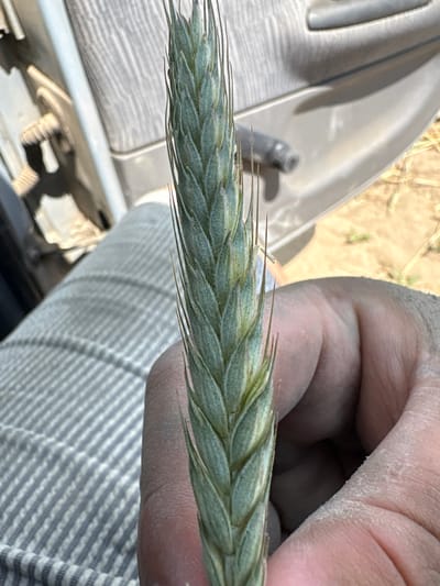 A close-up, eye-level shot shows a hand holding a stalk of green wheat. The wheat stalk is positioned vertically in the center of the frame. The hand, which appears to be a left hand due to the thumb's position, is slightly out of focus. The hand is holding the wheat stalk, with fingers curved around it. The wheat stalk exhibits a feathery texture with visible awns extending from the grain heads. The wheat is predominantly green, with hints of lighter green and some yellowing at the tips of the awns.
In the background, a person's leg is visible, clad in striped pants with alternating light gray and dark gray stripes. The pants are positioned on the left side of the frame, extending diagonally from the bottom left upwards.
Further in the background, a portion of a vehicle's interior is visible. This includes a light gray door panel with a darker gray handle. The door panel has a textured surface and appears to be made of plastic. Beyond the vehicle, an outdoor environment is hinted at with dry, sandy soil and some sparse vegetation, suggesting a rural or agricultural setting.
The image does not provide any specific visual cues or landmarks that would allow for the precise identification of its location within the city of Opatów, Poland.