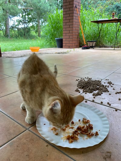 An orange tabby kitten is eating from a white paper plate on a tiled patio in Sworzyce, Poland. The kitten's head is down, focused on the food. The plate contains a small amount of wet food. Scattered to the right of the plate is a pile of dry kibble. Behind the kitten, a brick pillar and a broom are visible, along with a table and chairs in the background. Lush green foliage and trees form the backdrop.