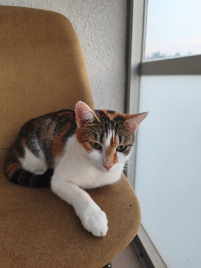 A calico cat with white, brown, and black markings is lying on a textured, brown chair. The cat is positioned in the center-left of the frame, with its body curled and its white front paw extended forward. Its head is turned towards the right, revealing green eyes and a pink nose. The background consists of a textured white wall on the left and a bright, out-of-focus window with a view of what appears to be a cloudy sky on the right. The overall scene suggests an indoor setting, possibly a home or apartment, with natural light coming from the window. There are no people visible in the image.