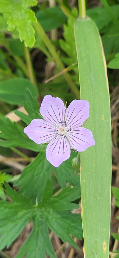 A close-up, eye-level shot showcases a single, delicate purple flower with five petals, each marked with thin, dark purple veins radiating from the center. The flower's center features dark stamens and a lighter pistil. It is surrounded by green foliage, with some leaves showing intricate serrated edges. A broad, upright green leaf, likely from a grass or reed, occupies the right side of the frame, partially obscuring the flower and its surroundings. The background is a soft blur of greens and browns, suggesting an outdoor natural environment, possibly in a field or meadow. The overall lighting is natural, illuminating the details of the flower and leaves without harsh shadows. The photograph appears to have been taken in Hetmanivka, Ukraine, during daylight hours.