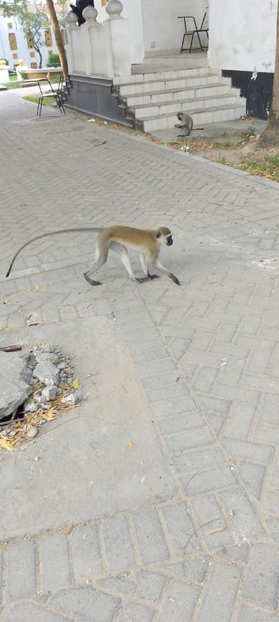 The scene, located in the city of Tudor ward, Kenya, captures an outdoor urban environment with two vervet monkeys. In the mid-ground, a light-furred vervet monkey, characterized by its long tail and dark muzzle, walks from left to right across a grey interlocking brick pavement. Simultaneously, a smaller vervet monkey is seated on a dirt patch at the base of a multi-stepped, white-tiled concrete staircase belonging to a white-walled building; this monkey is actively holding and manipulating a green, spherical object. The building's facade features a low wall with spherical finials, and a black metal chair is visible on its upper landing, with another similar chair positioned on the paved area to the left. The foreground exhibits a section of damaged concrete paving, revealing rebar and loose fragments, interspersed with fallen leaves and scattered minor debris.