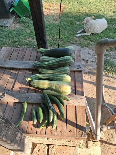 In Goran, Bulgaria, a light-colored dog lies on a patch of green grass, facing away from the camera, in a sunlit outdoor setting. In the foreground, a collection of zucchinis and cucumbers are arranged on a wooden surface, likely a table or pallet. The produce varies in size and color, with some dark green zucchinis and lighter green, striped zucchinis, as well as several cucumbers. A metal chain with a hook is visible on the left side of the wooden surface. A wooden support beam is prominent in the center of the image, casting a shadow. In the background, a green wheelbarrow and other garden elements are partially visible. A grey pipe structure is positioned on the right side of the frame. The ground consists of dirt and some brickwork.