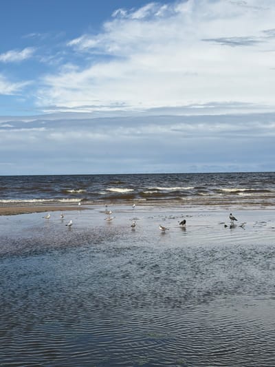 A flock of seagulls and two dark birds are gathered on a wet sandbar at the edge of the Baltic Sea. The water is calm with small ripples, and the sky is partly cloudy with white clouds scattered across a blue expanse. The scene appears to be a natural coastal environment.