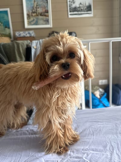 A tan Cavalier King Charles Spaniel dog stands on a wrinkled light purple bedsheet, holding a light pink chew toy in its mouth. The dog has shaggy fur, dark eyes, and its ears are floppy. In the background, there are several framed pictures on a light wood paneled wall, along with some clothing draped over a rack or barrier. A white baby gate or playpen is visible to the right of the dog, with some blue and gray items behind it. The scene appears to be indoors, likely in a bedroom or play area. The image does not provide any information about the city of Kutukovo, Russia.