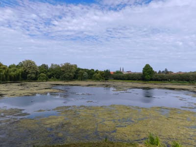 The image depicts a serene natural scene with a body of water in the foreground and a line of trees and buildings in the background. The water, likely a pond or lake, is partially covered with green algae, creating a textured surface. Two ducks are visible swimming in a clear patch of water. The background features a lush green treeline, with a few buildings and spires rising above the trees. The sky is cloudy, with a mix of white and blue. The overall impression is one of tranquility and natural beauty. The image was taken in Stendal, Germany.