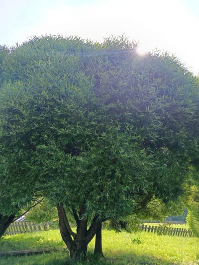 In the rural village of Semenkovo, Russia, a large, dense willow tree dominates the frame, its lush green foliage reaching towards a bright, sunlit sky. The sun's rays pierce through the leaves in the upper right portion of the image, creating a lens flare effect. The tree's trunk is thick and gnarled, with multiple branches splitting outwards. In the background, a wooden picket fence separates the grassy area from a field. The ground is covered in vibrant green grass, dappled with sunlight. The overall scene depicts a tranquil, natural environment on a clear day.