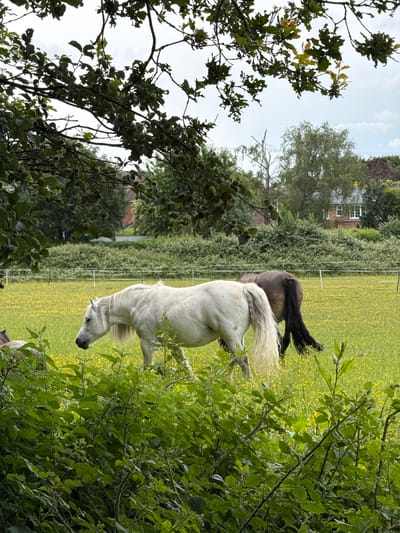 The image shows a pastoral scene with two horses in a field of yellow wildflowers, a white horse in the foreground and a darker horse behind it. The field is bordered by a line of green bushes and trees, with a red-brick house visible in the background. Overhanging branches of a leafy tree frame the top of the image. The sky is overcast. The scene is located in Penn, United Kingdom, a semi-rural area.