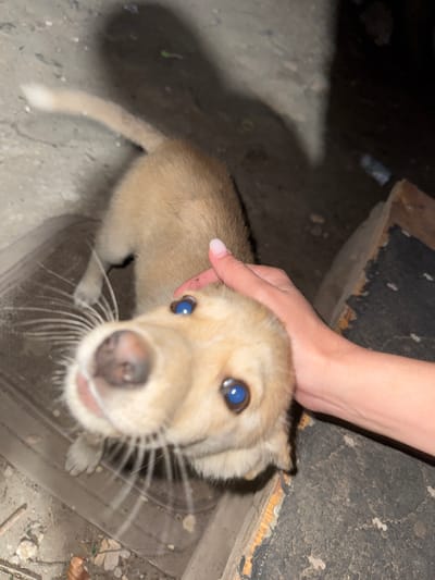 A light-brown puppy is being petted by a person's hand. The puppy's face is close to the camera, with its nose and whiskers visible. The puppy has bright blue eyes. The background is dark and appears to be outdoors, possibly in an urban or rural setting. There is a shadow on the ground to the left of the puppy. The scene is likely in Shamalgan, Kazakhstan.
