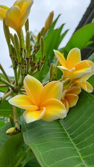 A close-up, eye-level shot focuses on a cluster of bright yellow and white plumeria flowers blooming amidst lush green foliage. The flowers exhibit a delicate, waxy texture, with five petals each, curving inward at the edges. Several flower buds, tightly furled and greenish-yellow, are visible on thin stems to the left and upper left of the frame, suggesting an ongoing blooming process. The large, veined leaves of the plant are a vibrant green, providing a rich backdrop and contributing to the depth of the image. The background is a soft blur of lighter green leaves and a pale, overcast sky, indicating an outdoor setting, likely in a garden or natural environment. The image captures the serene beauty of these tropical flowers. The location is identified as Pulokiton, Indonesia.
