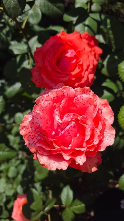 Two red roses are in bloom, with one prominently in the foreground. The foreground rose is a vibrant pinkish-red with delicate red speckles across its petals. Behind it, a second rose, slightly out of focus, displays a deeper, more uniform red hue. The roses are nestled amongst lush, dark green foliage, suggesting an outdoor garden setting. The background is softly blurred, with hints of shadows and dappled sunlight illuminating the scene. This image was captured in a garden in the city of Krasnochervonnyi, Russia.