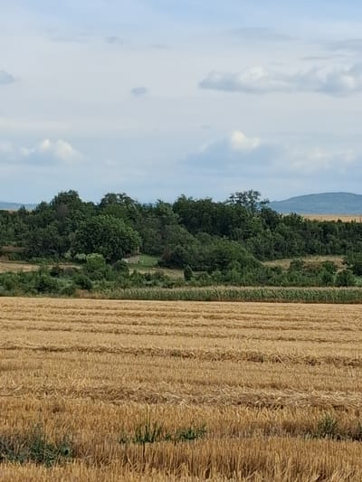 The image depicts a rural landscape with a harvested field in the foreground and a wooded area in the background. The field is covered in rows of dry, golden stubble, suggesting it was recently mowed. Beyond the field, a dense line of green trees forms a natural border, with a small, light-colored building partially visible amongst the foliage. In the distance, rolling hills are visible under a partly cloudy sky. The scene appears to be located in the vicinity of Goran, Bulgaria, characterized by its agricultural land and natural greenery.