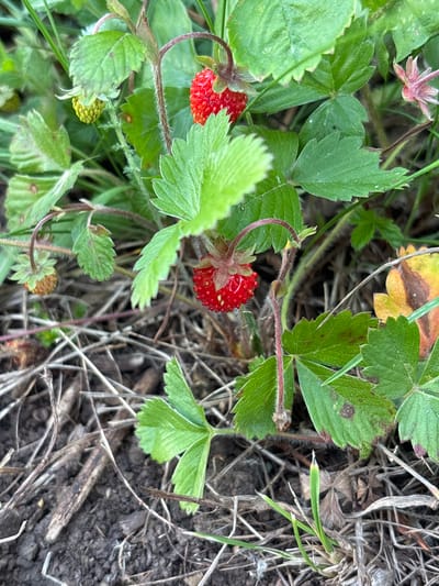 The image shows a close-up view of wild strawberry plants growing on the ground. The focus is on two ripe, red wild strawberries, one above the other, surrounded by green leaves and stems. Some unripe green berries and dried leaves are also visible. The ground beneath the plants is covered with dry grass, twigs, and dark soil. There are no people or man-made objects in the image. The scene is likely an outdoor natural environment.